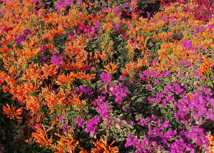 Apartment Palma Madeira Wandern Und Tauchen